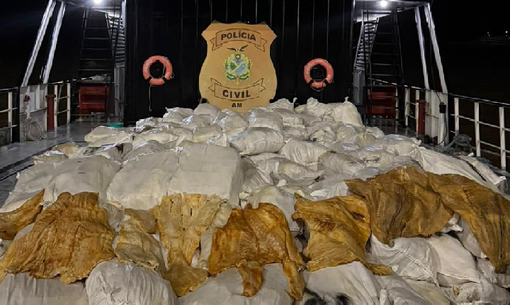 12 toneladas de pirarucu seco são apreendidas no Rio Amazonas  (Veja o vídeo)