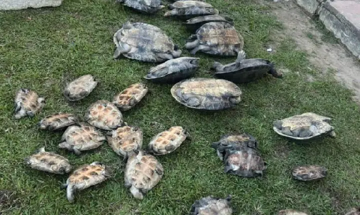 158 Bicho de casco foram resgatados dentro de uma Balsa atracada no porto de Japurá