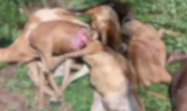 Ataque de onça mata 11 ovinos no Ifam em São Gabriel da Cachoeira