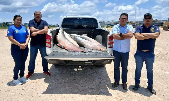 Base Arpão 2: PMAM apreende 240 quilos de pirarucu durante fiscalização