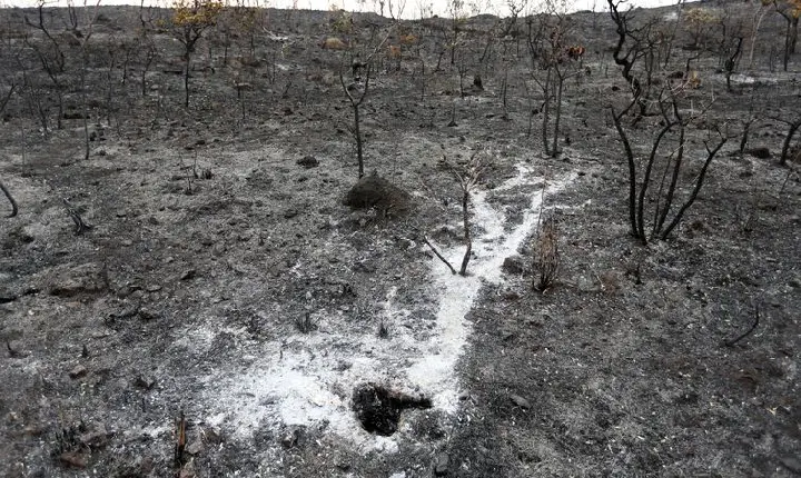 Brasil apresenta na COP27 projeto que pode recuperar áreas degradadas