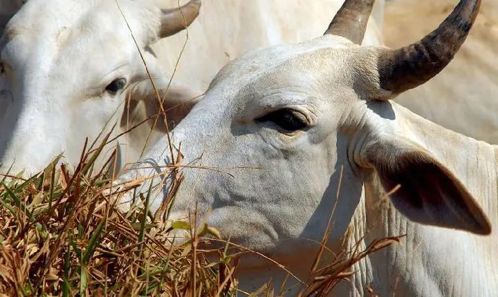 Brasil deve vacinar 161 milhões de bovinos e bubalinos contra aftosa