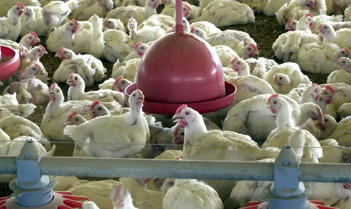 Brasil reforça ações de biossegurança para prevenir gripe aviária