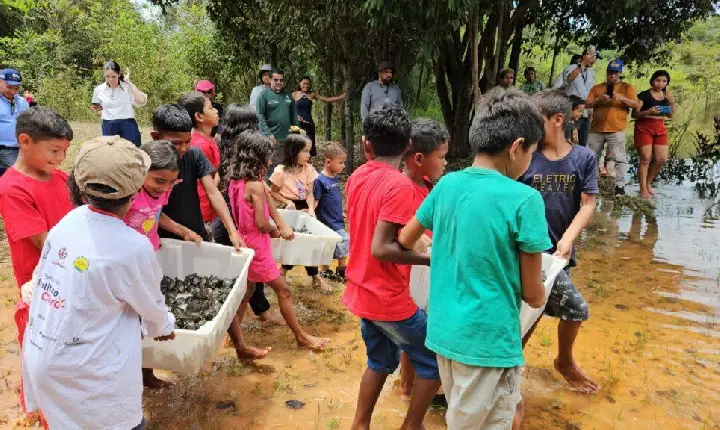 Comunidades do Amazonas realizam soltura histórica de mais de 5 mil tracajás