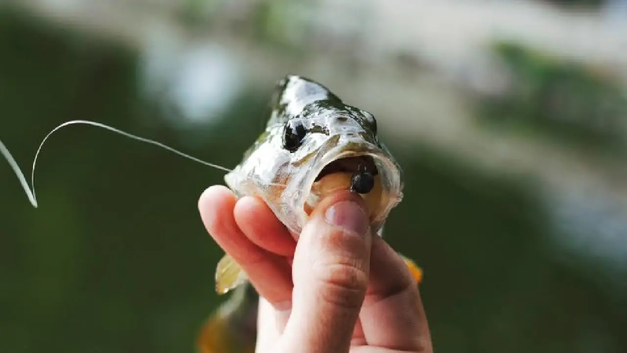 CRIME AMBIENTAL AVANÇA E AMEAÇA SOBREVIVÊNCIA DE RIBEIRINHOS E INDÍGENAS