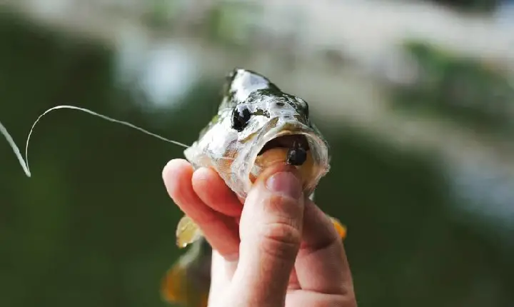 CRIME AMBIENTAL AVANÇA E AMEAÇA SOBREVIVÊNCIA DE RIBEIRINHOS E INDÍGENAS