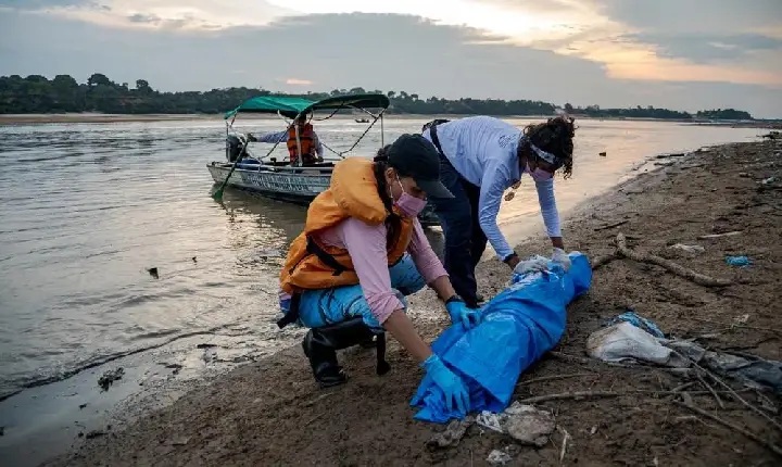 Especialistas investigam causas das mortes de botos em Tefé no Amazonas