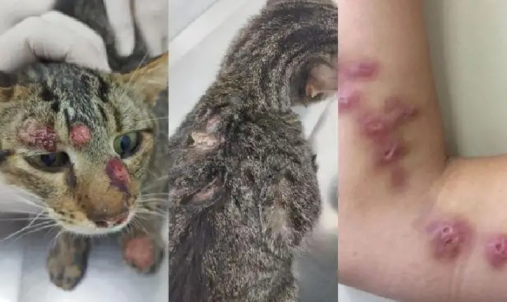 ESPOROTRICOSE: Em 2025 no Amazonas foram notificados 2.112 casos desta doença em humanos e 4.290 casos em animais