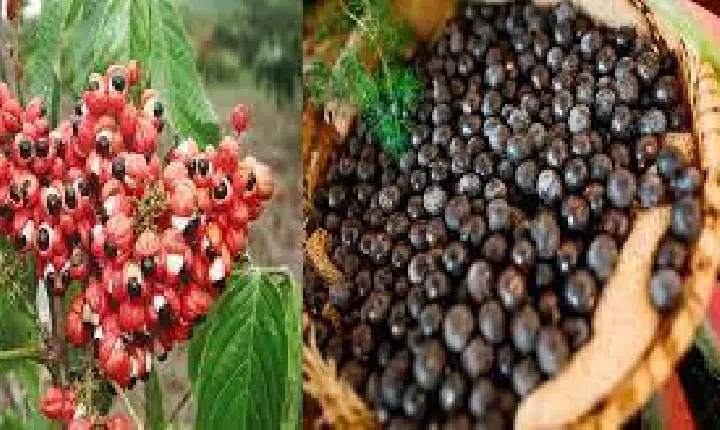 Estudo aponta que resíduos de açaí e guaraná podem acelerar processo de cicatrização