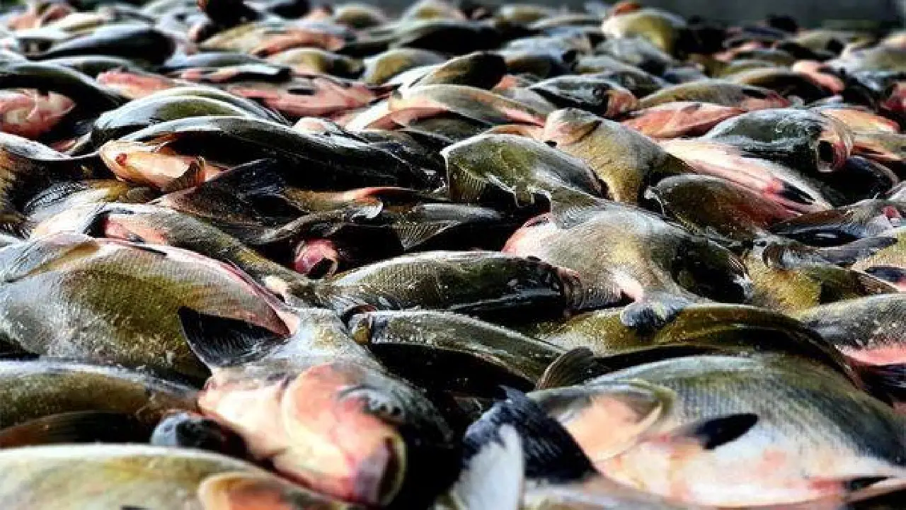 FIM DO DEFESO: pesca do tambaqui é liberada no Amazonas e movimenta economia às vésperas da Semana Santa