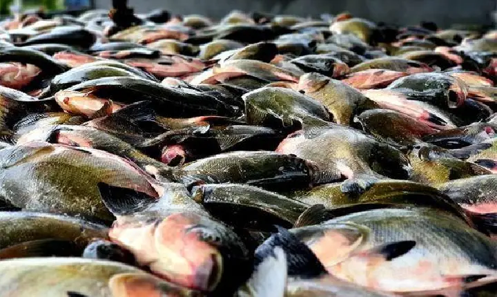 FIM DO DEFESO: pesca do tambaqui é liberada no Amazonas e movimenta economia às vésperas da Semana Santa