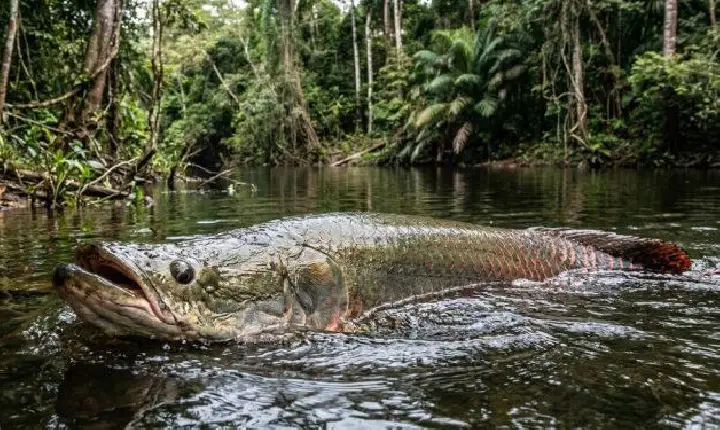 GIGANTE DOS RIOS AGORA É INVASOR: IBAMA MANDA CONTROLAR PIRARUCU NO BRASIL