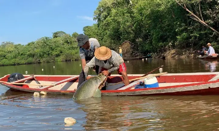 Governo do Amazonas garante direito ao Seguro-defeso de 80 mil pescadores com ampliação de prazo para emissão da nova CIN