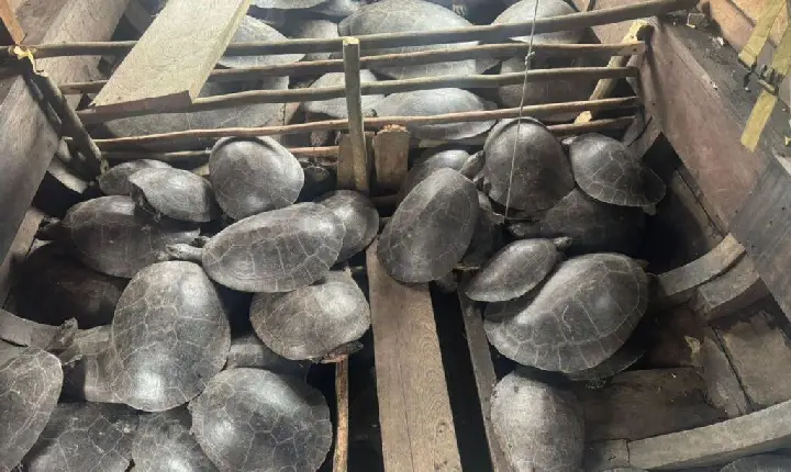 Homem foi preso com mais de quatro toneladas de quelônios