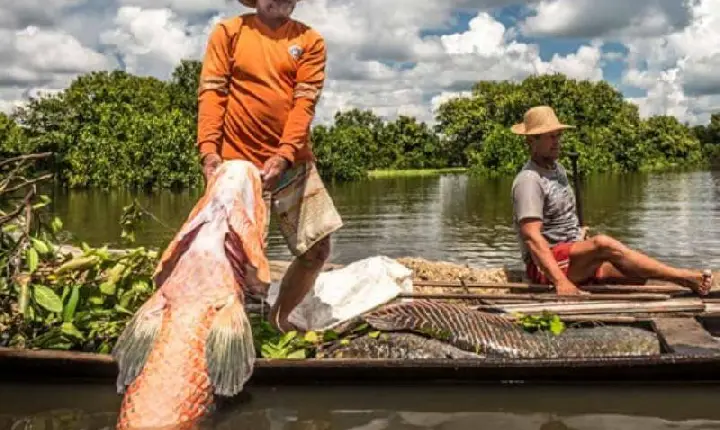 IBAMA autoriza o manejo de 19.405 pirarucus em Mamirauá