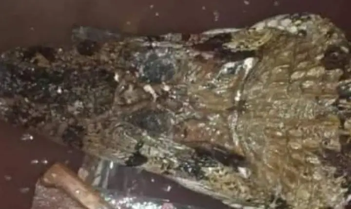 Jacaré ataca jovem que tomava banho nas margens do rio no Amazonas