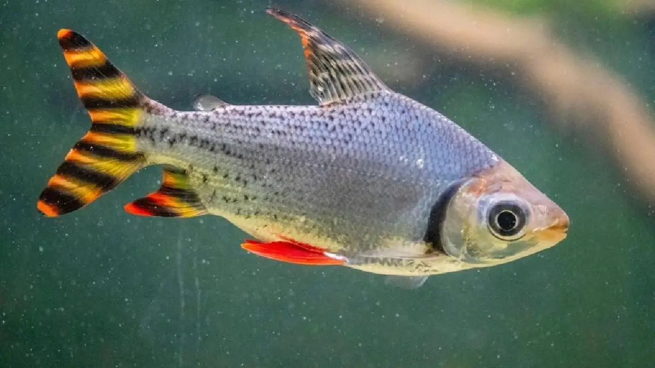 Jaraqui deixa de ser apenas alimento e se torna patrimônio do Amazonas