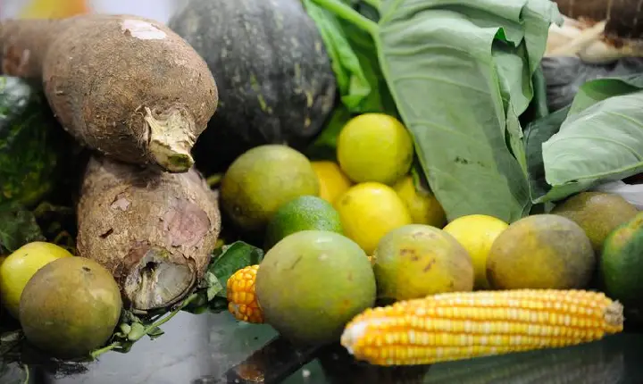 Mata Atlântica produz 50% dos alimentos consumidos no país, diz estudo
