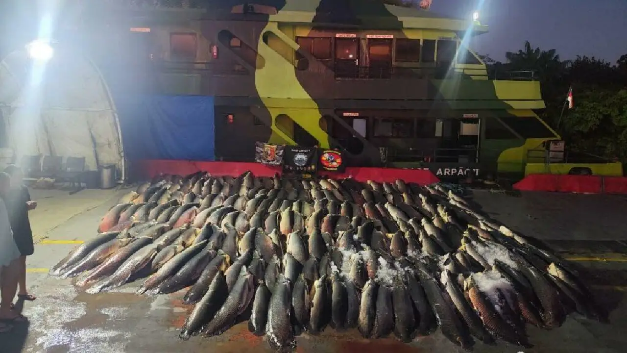MEGA APREENSÃO: Base Arpão 2 intercepta 26 toneladas de pescado ilegal em Coari; pirarucu estava escondido no meio de carga de jaraqui