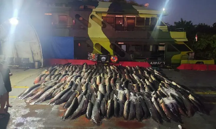 MEGA APREENSÃO: Base Arpão 2 intercepta 26 toneladas de pescado ilegal em Coari; pirarucu estava escondido no meio de carga de jaraqui