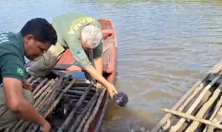 Operação no Rio Cuniuá resgata 176 quelônios e apreende pirarucu no interior do Amazonas