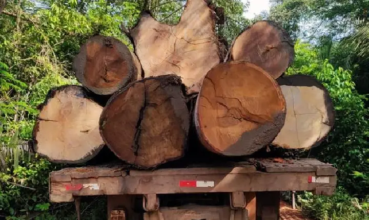 Operação Xapiri combate exploração ilegal de madeira em terras indígenas no sul do Amazonas