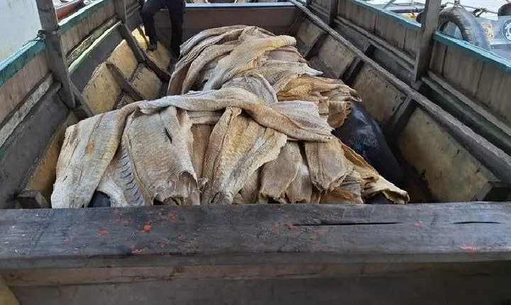 RIO SOLIMÕES: PF apreende mais de 2 toneladas de pirarucu ilegal