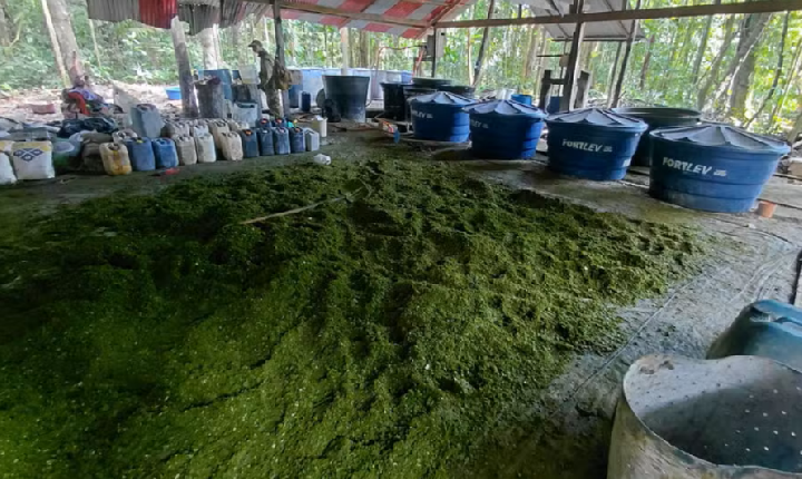 PF e polícia peruana destroem laboratórios e 6,2 toneladas de cocaína na fronteira com o Amazonas