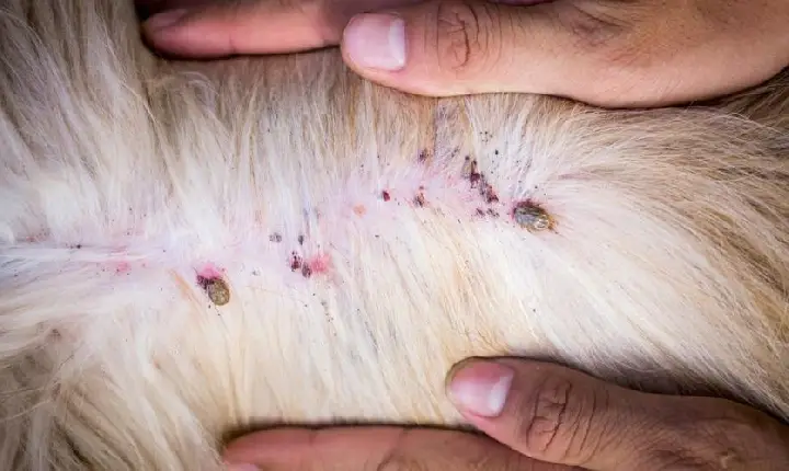 Maraã: Surto de doença do carrapato mata 80 cães no interior do Amazonas