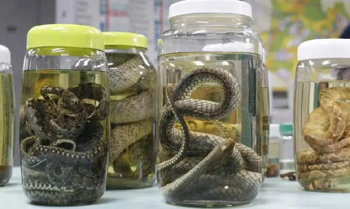 Tempo chuvoso: Cobras seguem como principal causa de acidentes no Amazonas, aponta levantamento da FVS-RCP