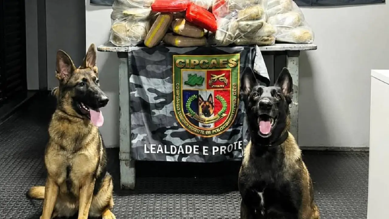 TRAFICANTES TENTAM LEVAR MAIS DE 90 KG DE DROGAS PELO RIO SOLIMÕES, MAS CÃES DA PM DESCOBREM CARGA MILIONÁRIA NA BASE ARPÃO 2