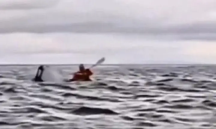 VÍDEO: Jovem que andava de caiaque é engolido por baleia jubarte e sai ileso (Esse é o segundo caso em dois anos)