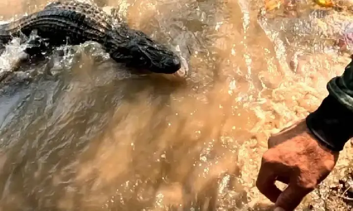 (Vídeo): Pescador quase é atacado por jacaré ao tentar salvar amigo no rio Paxiúba