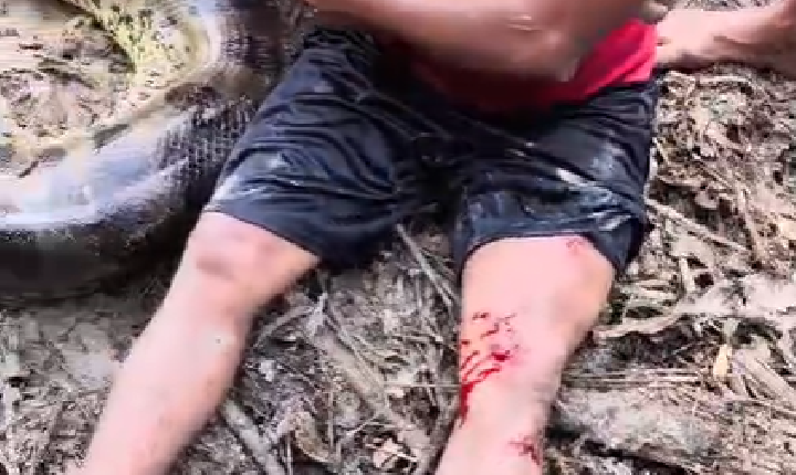 VÍDEO: Sucuri de 5 metros ataca homem em comunidade no interior do Amazonas