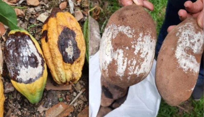 Amazonas e Pará unem forças contra a praga que ataca cacau e cupuaçu