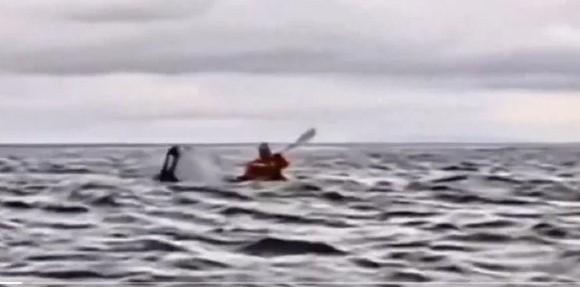 VÍDEO: Jovem que andava de caiaque é engolido por baleia jubarte e sai ileso (Esse é o segundo caso em dois anos)