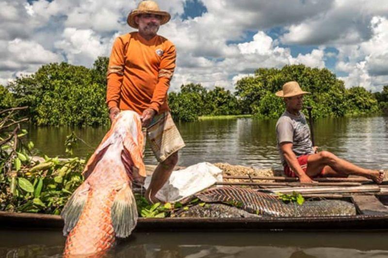 IBAMA autoriza o manejo de 19.405 pirarucus em Mamirauá