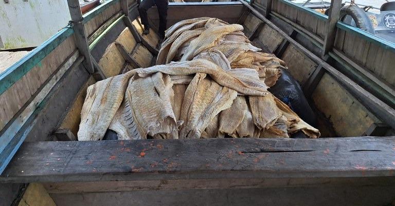 RIO SOLIMÕES: PF apreende mais de 2 toneladas de pirarucu ilegal