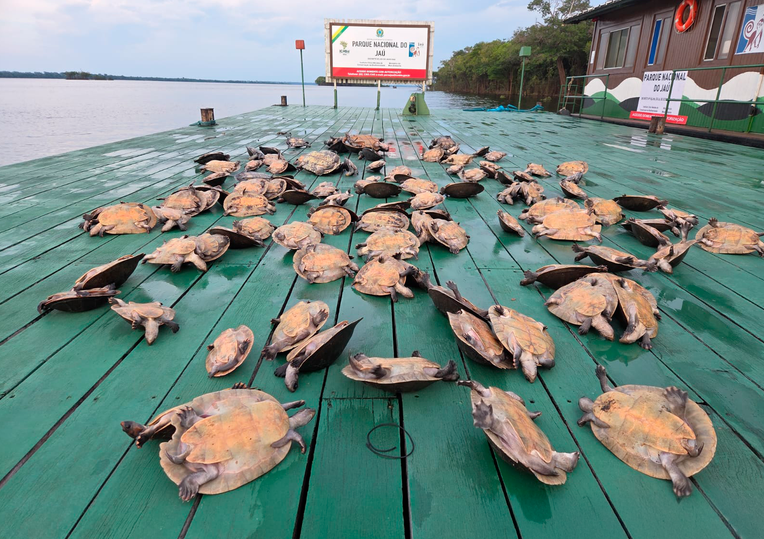 Operação de fiscalização do Ibama apreende e solta 117 quelônios