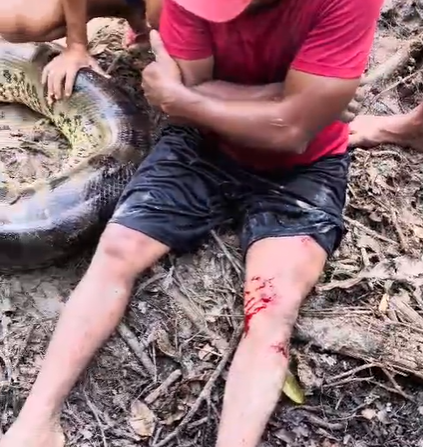 VÍDEO: Sucuri de 5 metros ataca homem em comunidade no interior do Amazonas