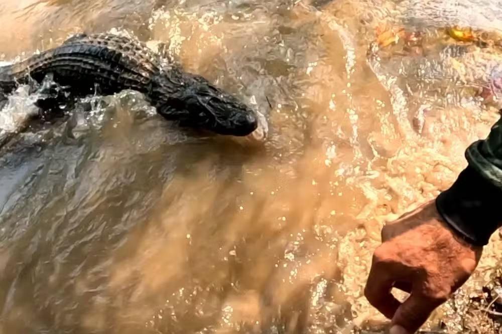 (Vídeo): Pescador quase é atacado por jacaré ao tentar salvar amigo no rio Paxiúba