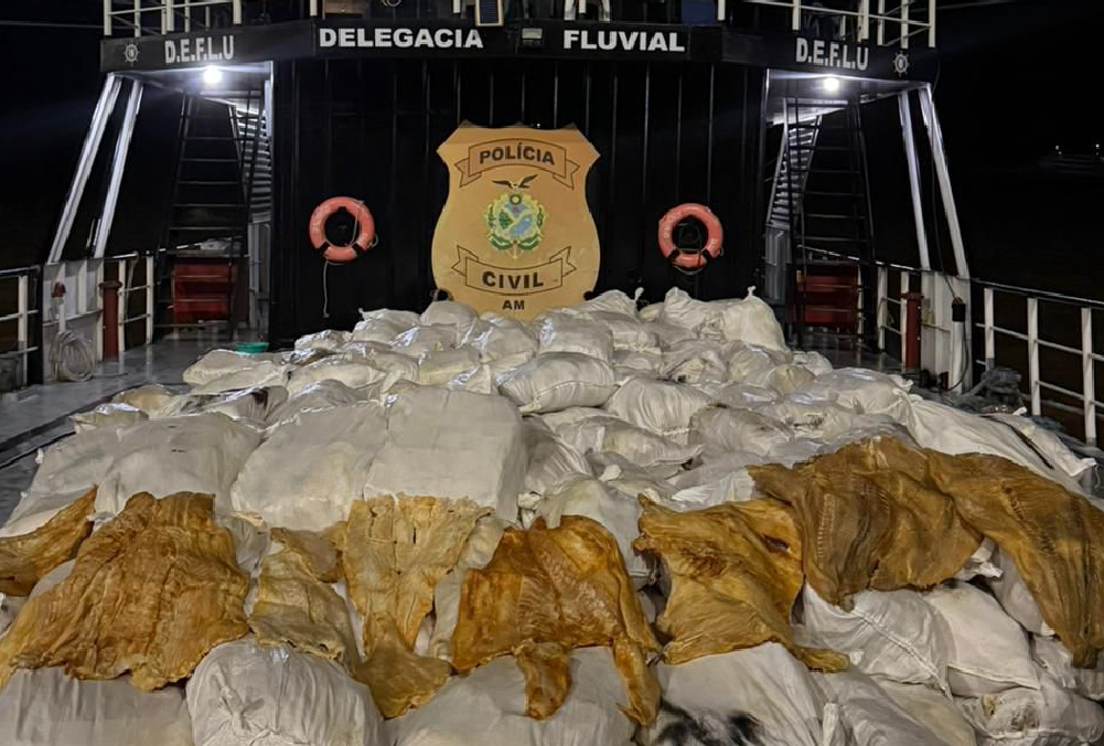 12 toneladas de pirarucu seco são apreendidas no Rio Amazonas  (Veja o vídeo)