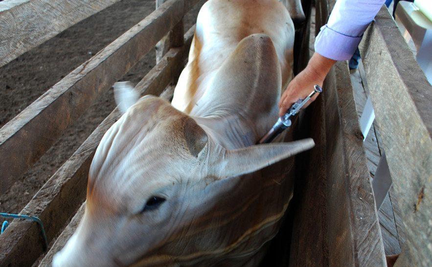 Adaf alerta sobre prazo para vacinação contra a raiva dos herbívoros que inicia no dia 12 de janeiro