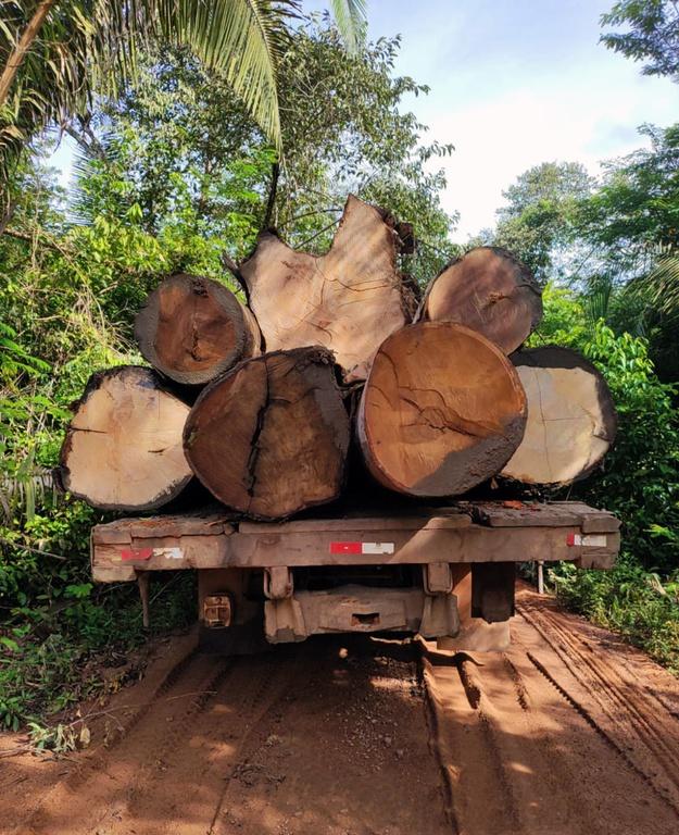 Operação Xapiri combate exploração ilegal de madeira em terras indígenas no sul do Amazonas