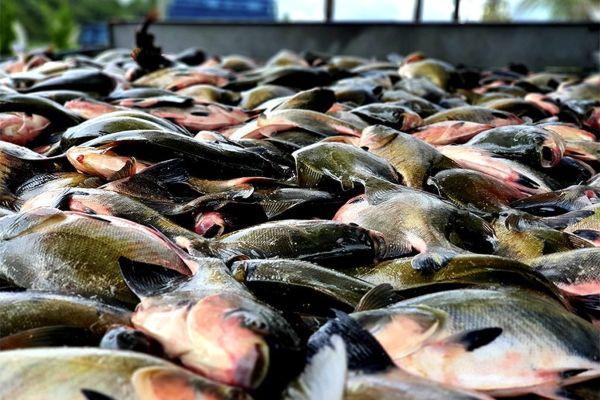 FIM DO DEFESO: pesca do tambaqui é liberada no Amazonas e movimenta economia às vésperas da Semana Santa