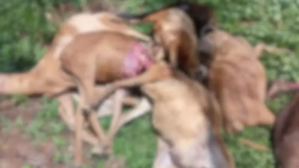 Ataque de onça mata 11 ovinos no Ifam em São Gabriel da Cachoeira