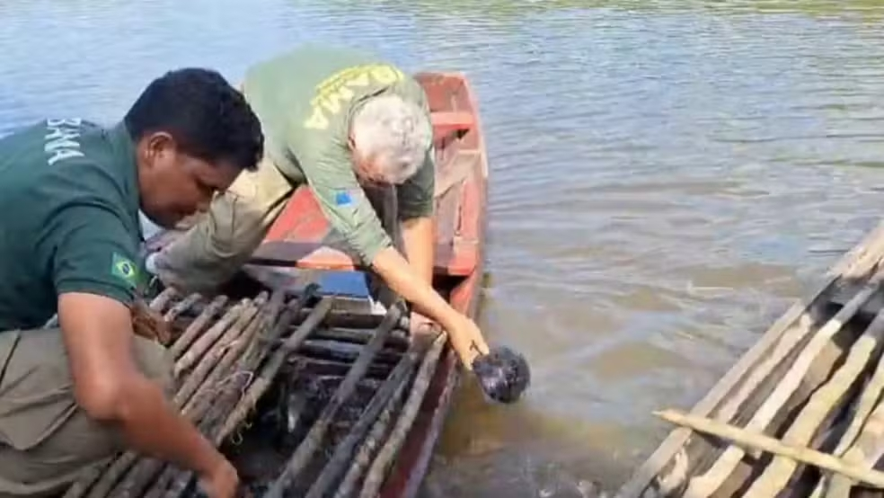 Operação no Rio Cuniuá resgata 176 quelônios e apreende pirarucu no interior do Amazonas