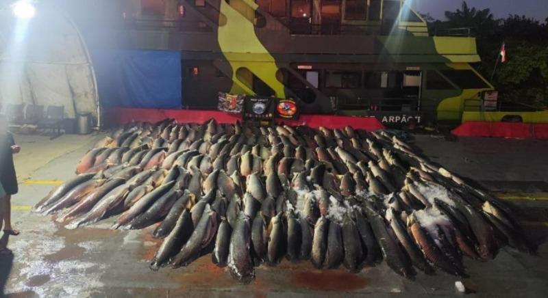 Dupla é presa com quase 28 toneladas de pirarucu ilegal no Rio Solimões