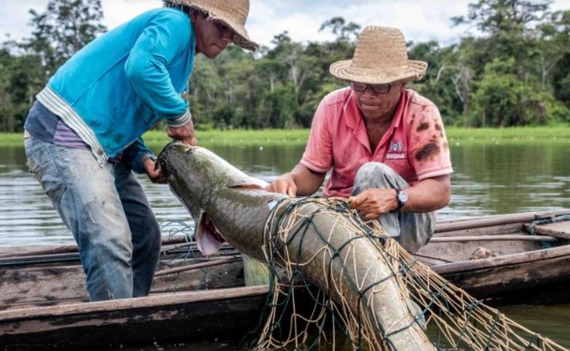 ATENÇÃO, PESCADOR: Pescadores do Amazonas têm até 31 de dezembro para regularizar REAP