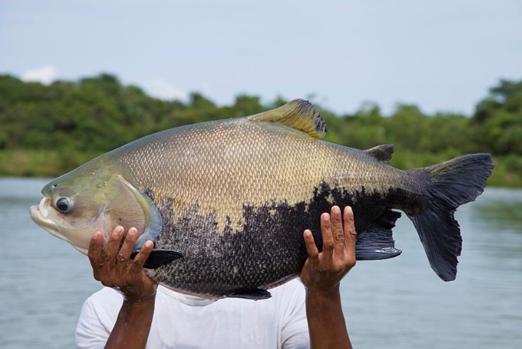 Descartada a proibição da pesca do tambaqui; novas medidas são anunciadas para pescadores do Amazonas